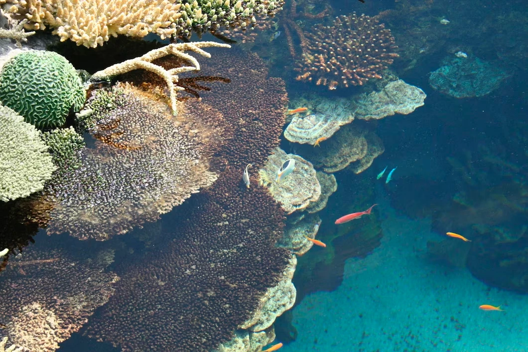 如果能在2050年前控制在升溫 1.5 度之內，則有機會保留 10-30％ 的珊瑚礁。