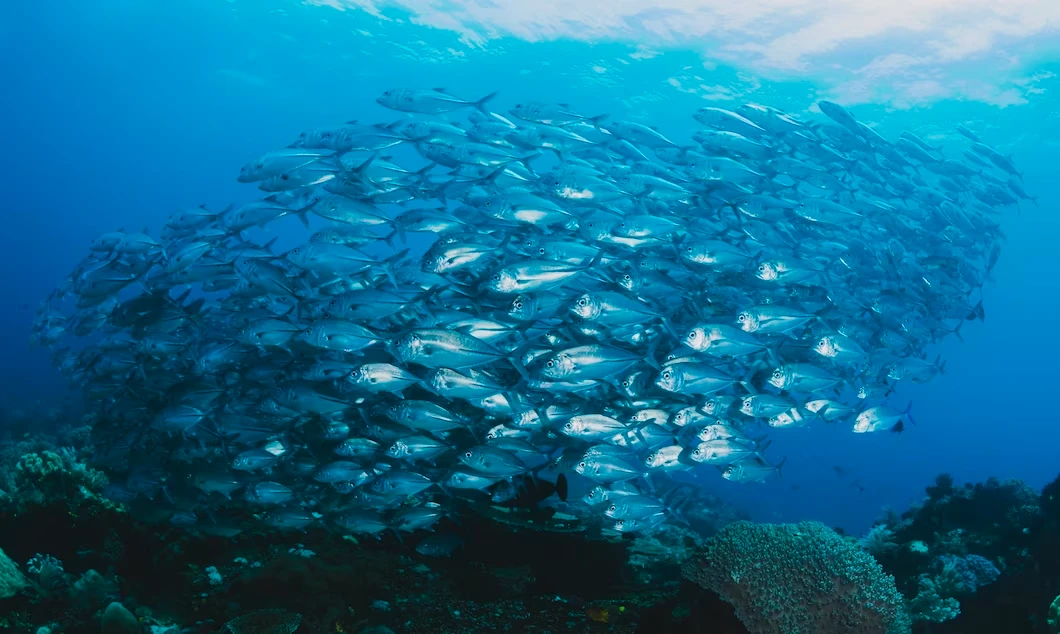 漁獲量減產對熱帶地區來說是糧食安全問題